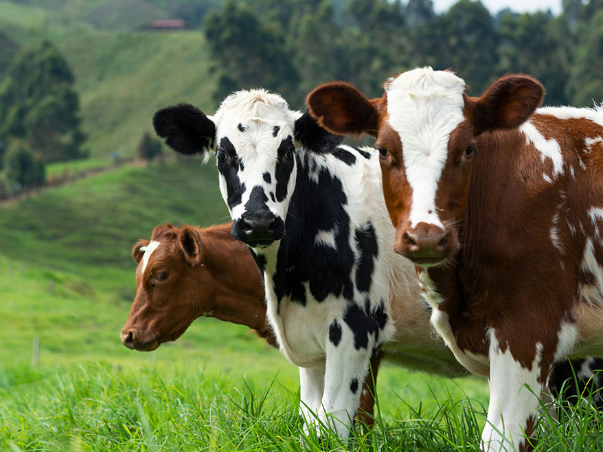 Biochar is loads of potential benefits for livestock, including health, and emissions. 